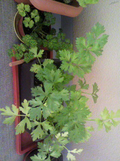 2010111708170001.jpg